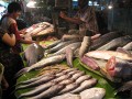 Tomoghno Ghose, Fish Market