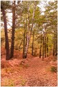 Paul Wenham, Autumn Trail