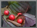 Nina Ludwig, Autumn Fruits