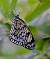 Frank Edwards, Butterfly