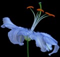 R Archer, A White Lily