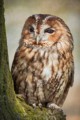 Tawny Owl, Rose Atkinson
