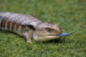 Blue Tongued Skink, Paul Heester