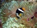 Clarks Clownfish (Amphiprion clarkii) in Anemone, Iggy Tavares