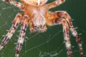 Cross Orbweaver Spider (Araneus diadematus), Graham Cluer