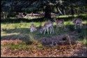 Fallow Deer (Dama dama) in Mixed woodland, Bill Yates