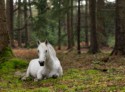 New Forest Pony, Paul Heester