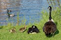 Riverside Contentment - A Family of Branta Canadensis, Graham Land