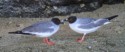 Swallow Tailed Gulls, Graham Cluer
