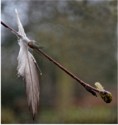 Tethered Feather,Chris Davis