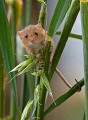 Mike Farley LRPS, Harvest Mouse