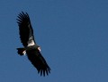 David Smith, Californian Condor