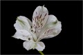 Ian Anderson, White Flower