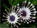 Emmanuel Muscat, African Daisy (spider white purple)