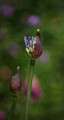 Frank Edwards, Allium Flowerhead