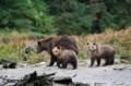 Mother Grizzly and Cubs, Tina Nuthall