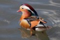 Mandarin Duck, Tom Sherrin