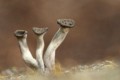 New Forest Fungi, Tina Nuthall