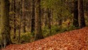Colours of Autumn Runner, Frank Edwards