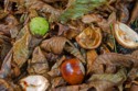 Chesnut and Leaves, Sarah Shakespeare