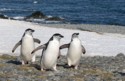 Chinstrap Penguins, Graham Cluer
