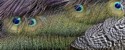 Detail of a Peacock's Beauty, Graham Land