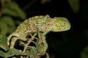 Flap-necked Chameleon (Chamaeleo dilepis), Iggy Tavares