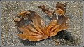Rex Bamber, Fallen Leaf